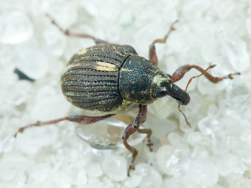 Rhinoncus leucostigma (Marsham, 1802)